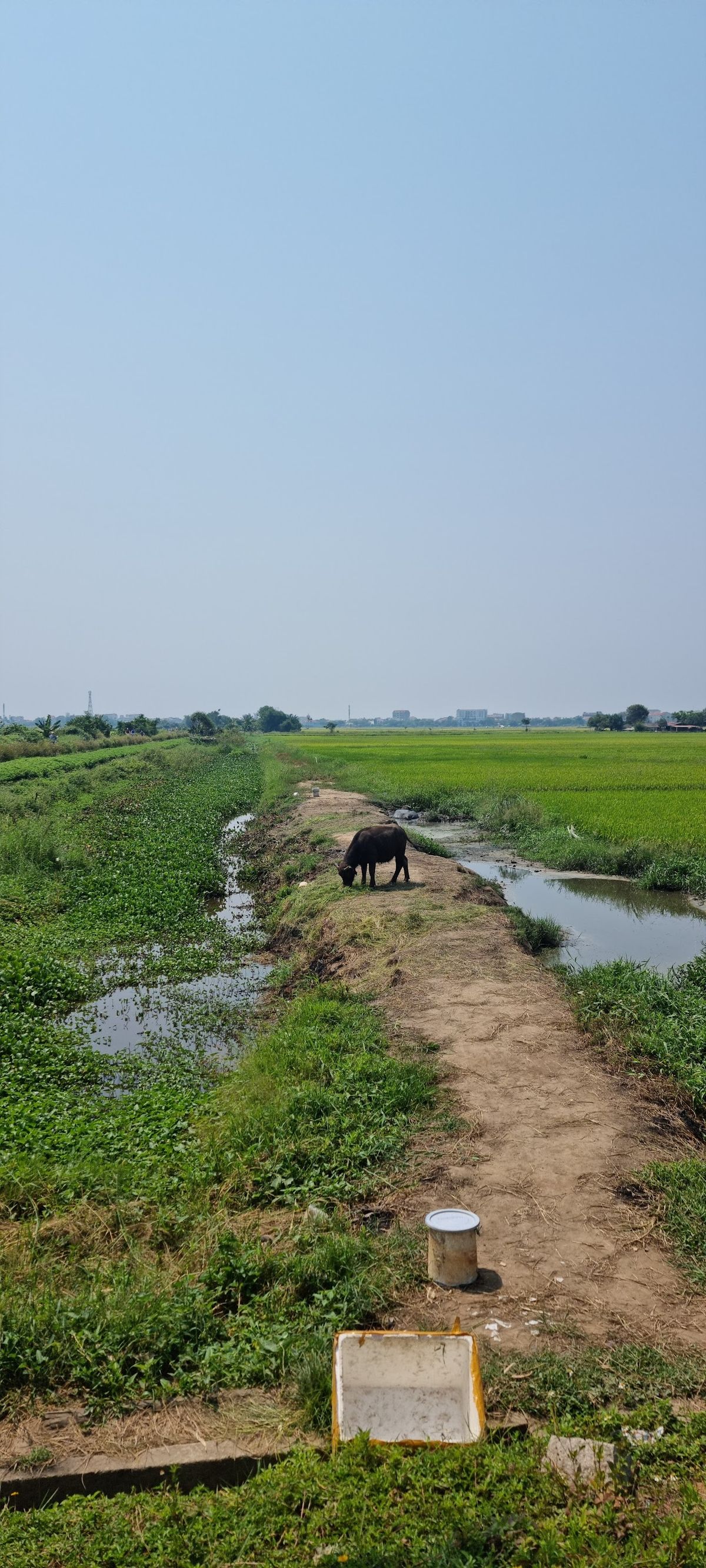 Hoi An Rice Fields-Cycling&Sunset photo 2