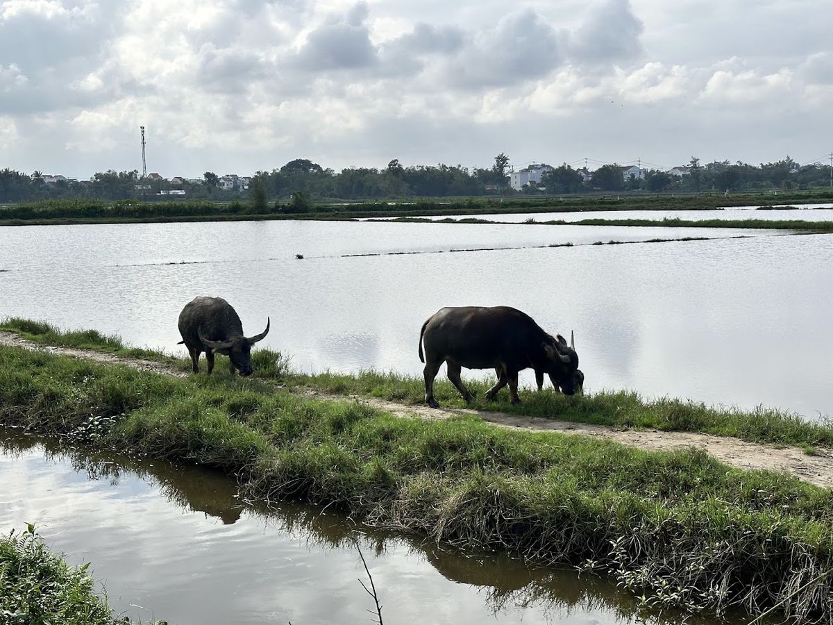 Hoi An Rice Fields-Cycling&Sunset photo 3